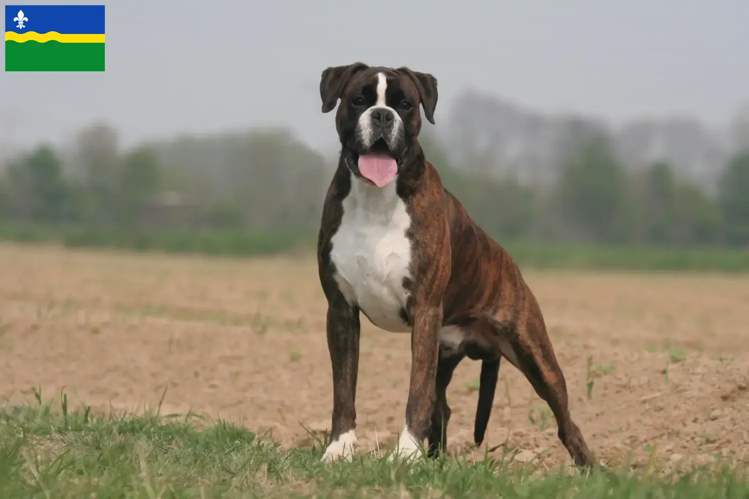 Mehr über den Artikel erfahren Boxer Züchter und Welpen in Flevoland