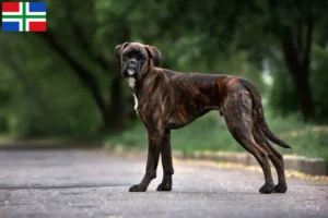 Mehr über den Artikel erfahren Boxer Züchter und Welpen in Groningen