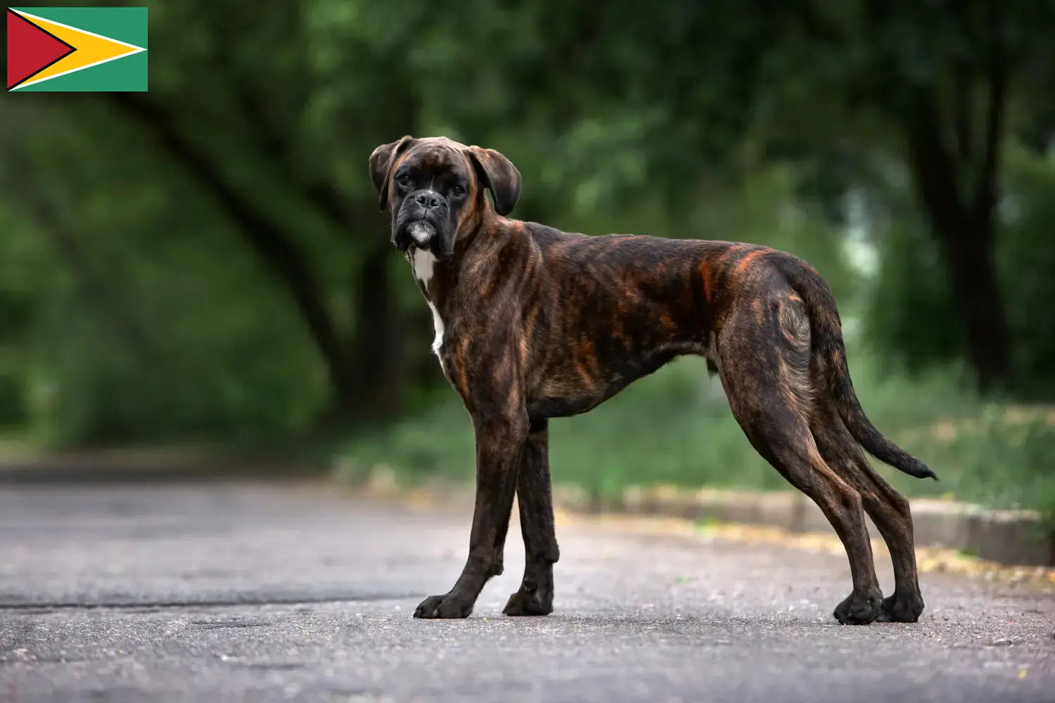 Mehr über den Artikel erfahren Boxer Züchter und Welpen in Guyana