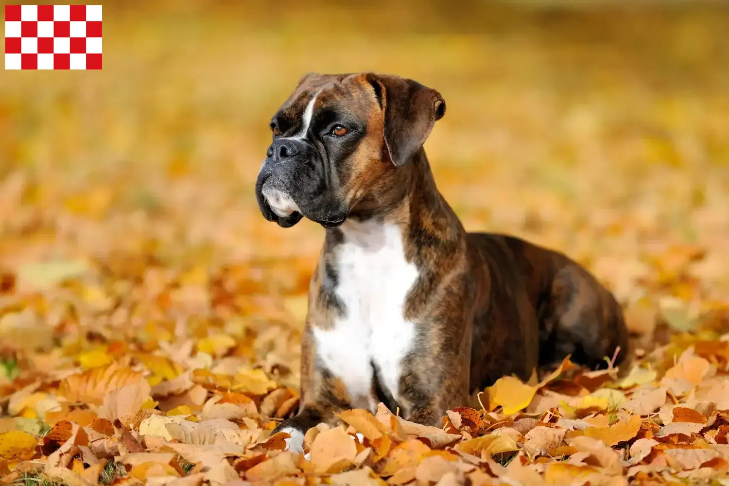 Mehr über den Artikel erfahren Boxer Züchter und Welpen in Nordbrabant