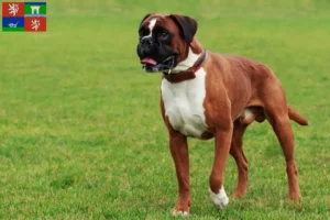 Mehr über den Artikel erfahren Boxer Züchter und Welpen in Ústí