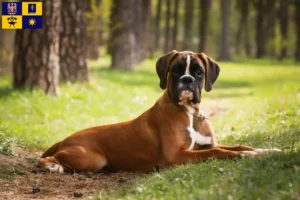 Mehr über den Artikel erfahren Boxer Züchter und Welpen in Zlín