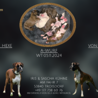 A-Wurf Boxer von der Burg Wissem