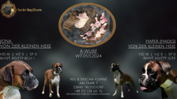 A-Wurf Boxer von der Burg Wissem