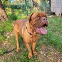 SIMA - eine Bordeauxdogge auf der Suche